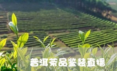 普洱茶品鉴装直播/2023101649403