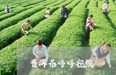 普洱茶哆哆视频/2023112678604