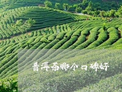 普洱茶哪个口碑好/2023120613835