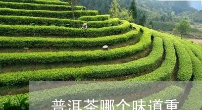 普洱茶哪个味道重/2023120449504