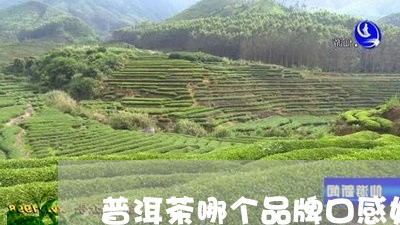 普洱茶哪个品牌口感好/2023100702716