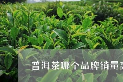 普洱茶哪个品牌销量高/2023100653037