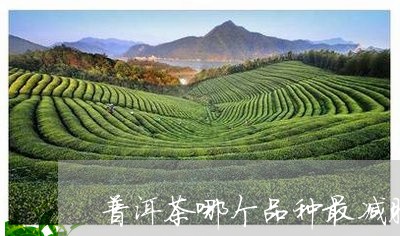 普洱茶哪个品种最减肥效果好/2023052938482