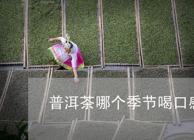 普洱茶哪个季节喝口感最好/2023110264169