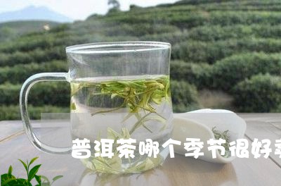 普洱茶哪个季节很好卖些/2023083080793