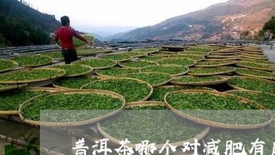 普洱茶哪个对减肥有用/2023080151593