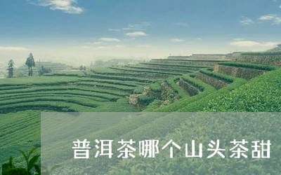 普洱茶哪个山头茶甜/2023091426382