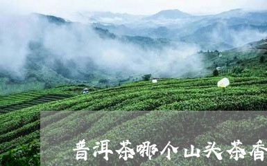 普洱茶哪个山头茶香/2023070958383