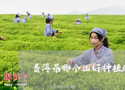 普洱茶哪个山好种植的最多/2023082745048