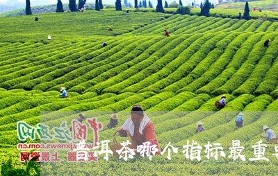 普洱茶哪个指标最重要/2023120662609