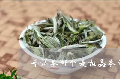 普洱茶哪个是极品茶饼/2023083058370