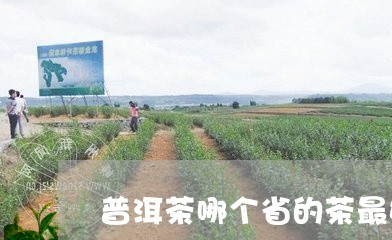 普洱茶哪个省的茶最好/2023080207058