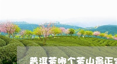 普洱茶哪个茶山最正宗价格/2023110606270