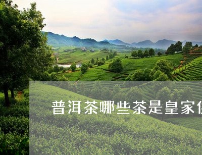 普洱茶哪些茶是皇家供茶/2023110194735