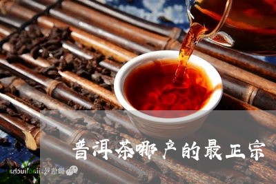 普洱茶哪产的最正宗/2023121674737