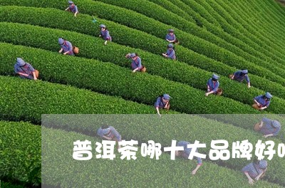 普洱茶哪十大品牌好喝一点/2023112456060