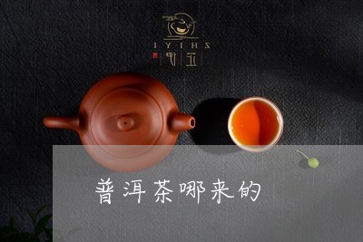 普洱茶哪来的/2023042989182