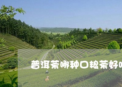 普洱茶哪种口粮茶好喝点/2023110631956