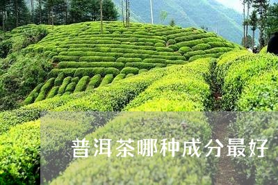 普洱茶哪种成分最好/2023091407251