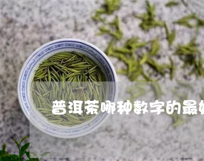 普洱茶哪种数字的最好/2023062318391