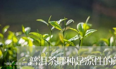 普洱茶哪种是凉性的茶好/2023082785148