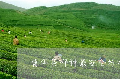 普洱茶哪种最安全好喝的/2023050529580