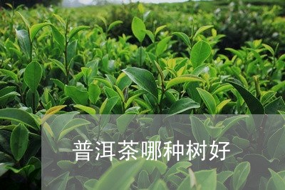 普洱茶哪种树好/2023120385828