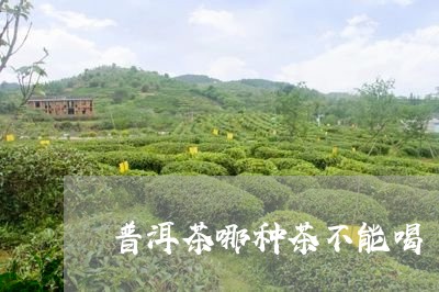 普洱茶哪种茶不能喝/2023091400725