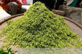 普洱茶哪种茶叶最粘稠/2023062518381