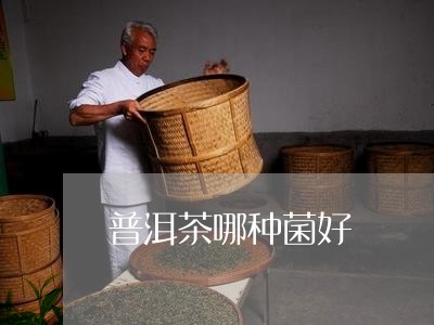 普洱茶哪种菌好/2023101609715