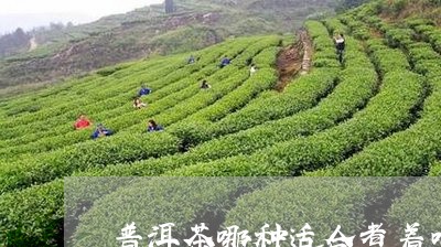 普洱茶哪种适合煮着喝茶/2023121670705