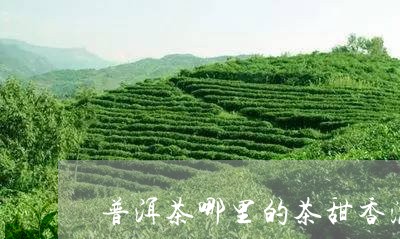 普洱茶哪里的茶甜香浓又好喝/2023110696340