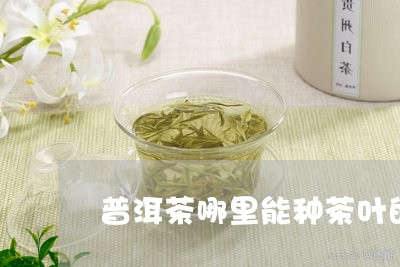 普洱茶哪里能种茶叶的树/2023121600382