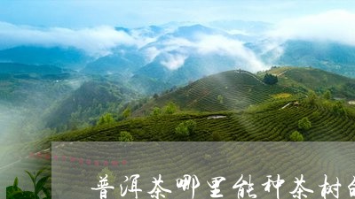 普洱茶哪里能种茶树的品种/2023083058481