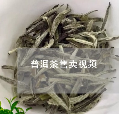 普洱茶售卖视频/2023102614015