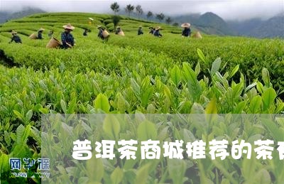 普洱茶商城推荐的茶有哪些/2023082755260