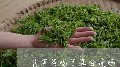 普洱茶喝了真会瘦吗/2023120510926