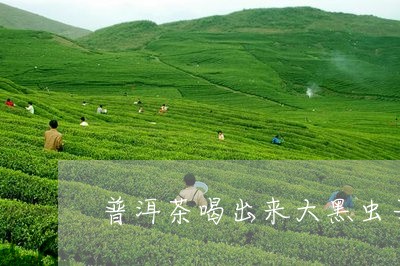 普洱茶喝出来大黑虫子/2023083023715