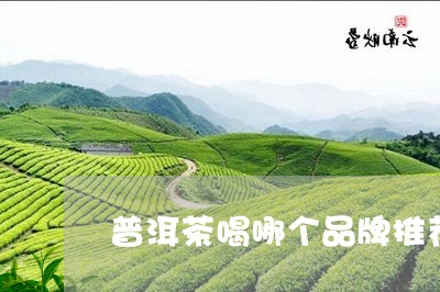 普洱茶喝哪个品牌推荐性价比/2023052842403