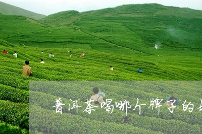 普洱茶喝哪个牌子的好/2023062136037