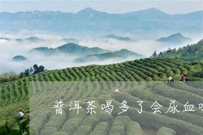 普洱茶喝多了会尿血吗/2023092851692