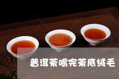 普洱茶喝完茶底绒毛/2023091592501