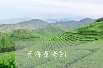 普洱茶喝树/2023083033129