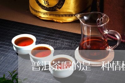 普洱茶喝的是一种情愫/2023092726163