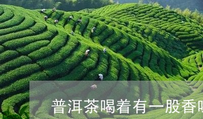 普洱茶喝着有一股香味/2023061642836