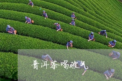 普洱茶喝破气/2023042893182