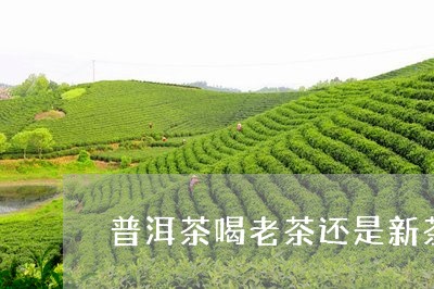 普洱茶喝老茶还是新茶/2023080294927