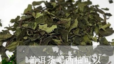 普洱茶喝西柚可以/2023121604138