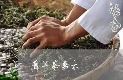 普洱茶嘉木/2023090502848