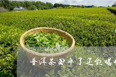 普洱茶四年了还能喝吗普洱熟茶泡法/2023060371836